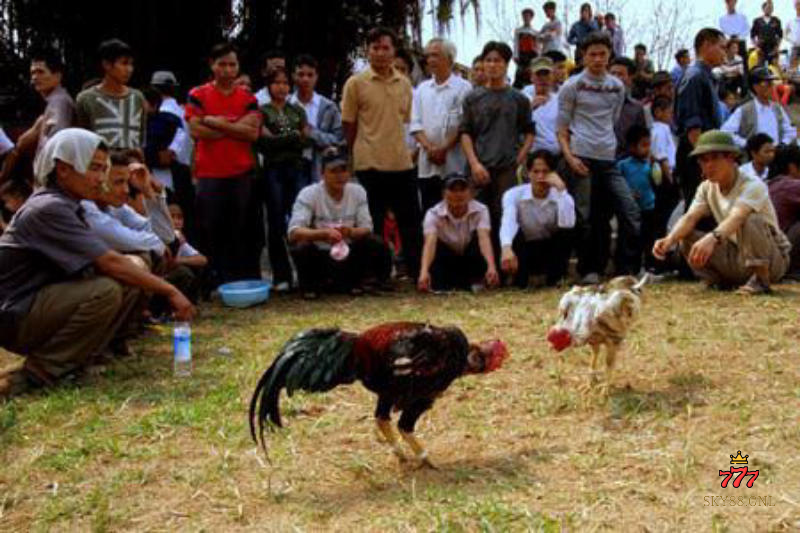 chơi đá gà