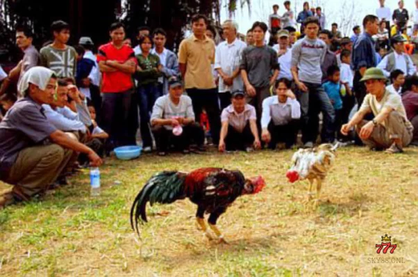 Luật Đá Gà Miền Bắc